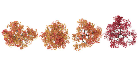 Collection of Acer plants on transparent background from the top view © Saifstock