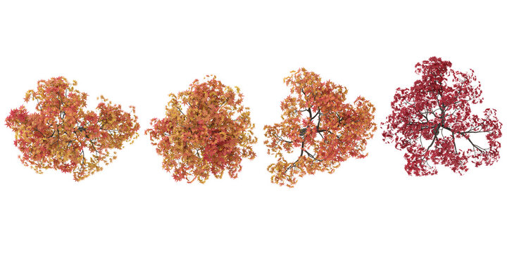 Collection of Acer plants on transparent background from the top view