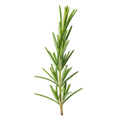 Fototapeta premium A single sprig of fresh rosemary with vibrant green needles and a light brown stem on transparent background