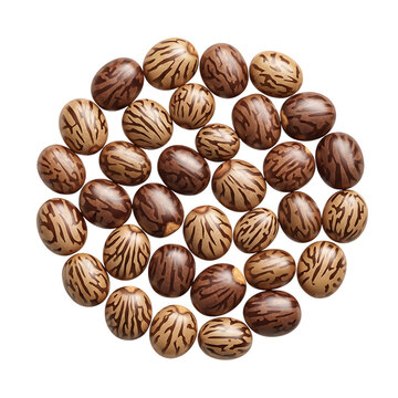 A circular arrangement of patterned brown tagua nuts resembling seeds on transparent background high quality professional