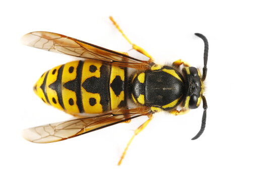 Common wasp, Vespula vulgaris, European wasp isolated on white background, top view