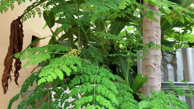 green moringa oleifera or drumstick leaves in a garden