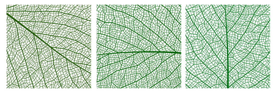 Green leaf vein texture, plant cell closeup background. Green plant cellular lattice vector backdrop, botany tree closeup transparent texture. Plant cell macro background or leaf vein tissue pattern