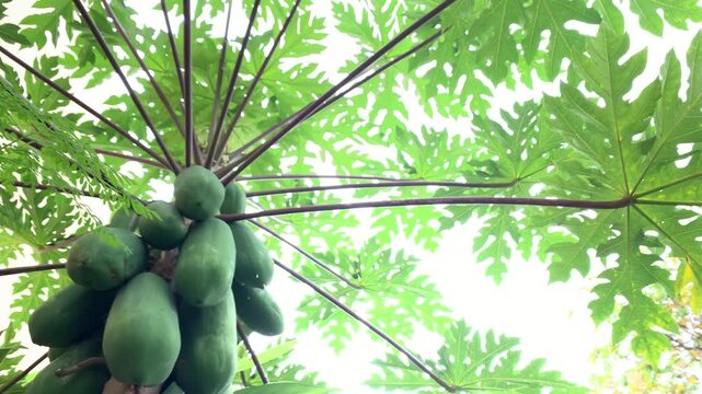 Papaya tree in a garden