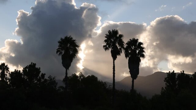 palm trees in silhouette at sunset, Stanford, South Africa