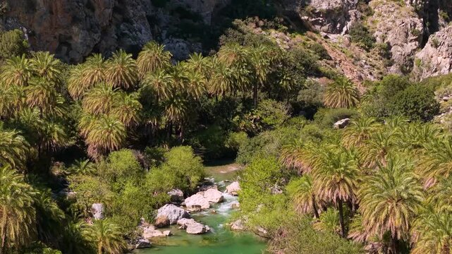 Aerial close-up of Preveli palm river canal with pull back drone flight to mountains and rocks. Scenic tropical beach in Crete, Greece. Exotic palm forest and river canyon landscape, 4k video
