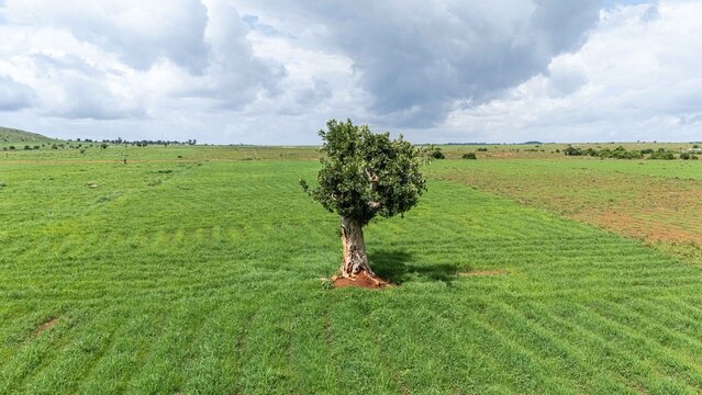 Aerial view of a lone tree standing in a lush green field under a cloudy sky in Riyom, Plateau, Nigeria.