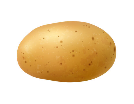 Realistic raw whole potato vegetable tuber in peel with rough brown skin and oval shape. Isolated 3d vector ripe root food, healthy plant ingredient, product for cooking, farming, harvest, vegan diet