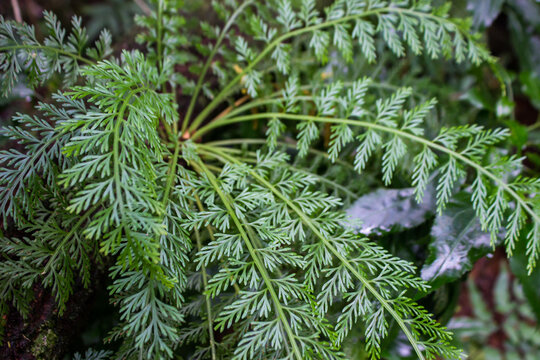 The Delicate leaves of a carrot fern, in the forests of Magoebaskloof, South Africa