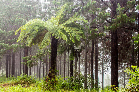 A large forest tree fern, Cyathea capensis, in front of the straight trunks of a pine plantation, shrouded in mist, in Magoebaskloof, South Africa.