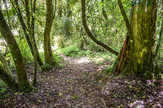 A single red hiking stick in a small clearing in the indigenous forest of Magoebaskloof in South Africa.