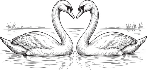 Swan couple heart gesture line art, hand-drawn vector sketch of two swans forming a heart on water. © Sadiadesigner