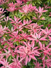 Obraz premium pink flowers background