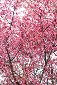 Spring Flowers in New York City