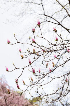 Spring Flowers in New York City