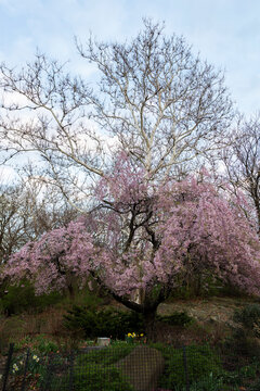 Spring Flowers in New York City