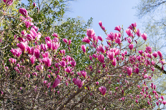 Spring Flowers in New York City