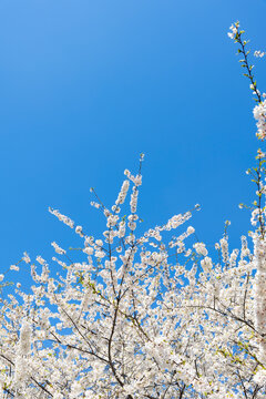 Spring Flowers in New York City