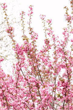 Spring Flowers in New York City