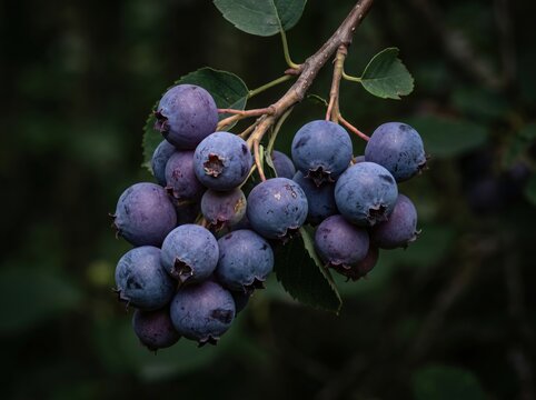 Closeup of ripe serviceberries hanging from a branch in the forest
