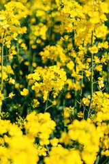 Obraz premium Macro Close-up of Blooming Rapeseed Flowers, Vibrant Yellow Petals and Fine Details in Soft Natural Daylight