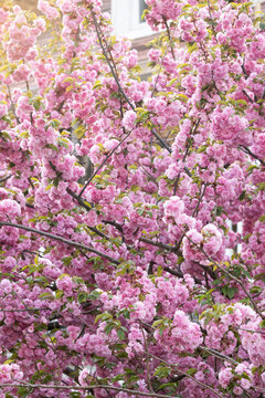 Spring Flowers in New York City