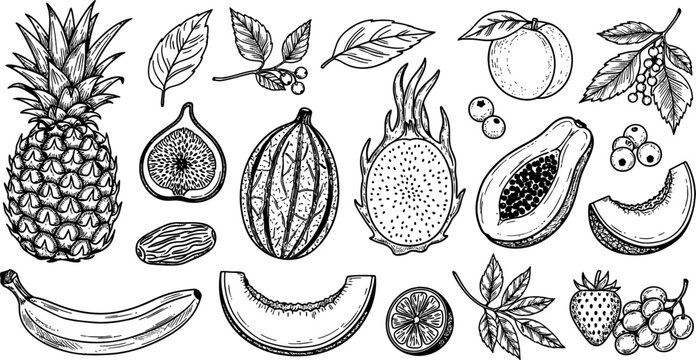 Assorted fresh exotic fruits collection in detailed hand drawn ink sketch style on white background
