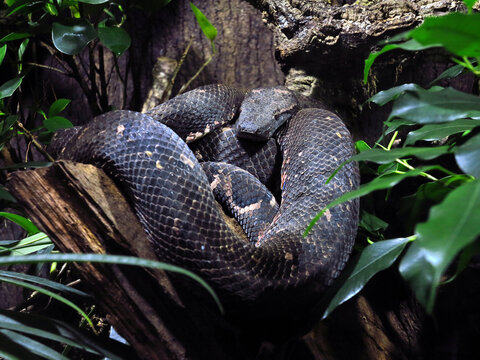 Pazifik-Baumboa, Candoia bibroni australis in Ruhehaltung in einer Astgabel.
Die Baumboa bewohnt die Regenw&auml;lder und Feuchtgebiete Serams, Melanesiens und  Polynesiens. Bis 2 m L&auml;nge.