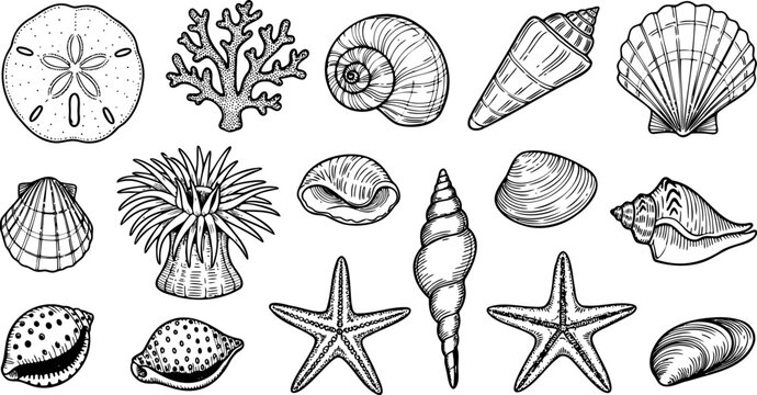 Set of detailed hand drawn nautical seashell illustrations and marine life elements in black ink sketch style