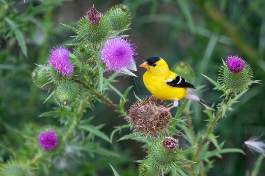 A vibrant male American Goldfinch perches on a prickly Bull Thistle plant, gathering seeds and nesting material in a summer meadow