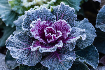 Obraz premium Frosted Ornamental Kale in Winter Garden