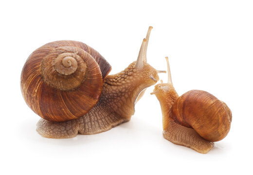 Two garden snails of different sizes isolated on a white background.