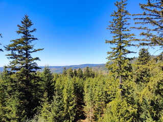 Fototapeta premium Sunny day in a dense evergreen forest with tall pine trees under a vibrant blue sky. Distant mountains and serene landscape create a peaceful natural scene.