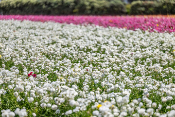 Obraz premium flower field