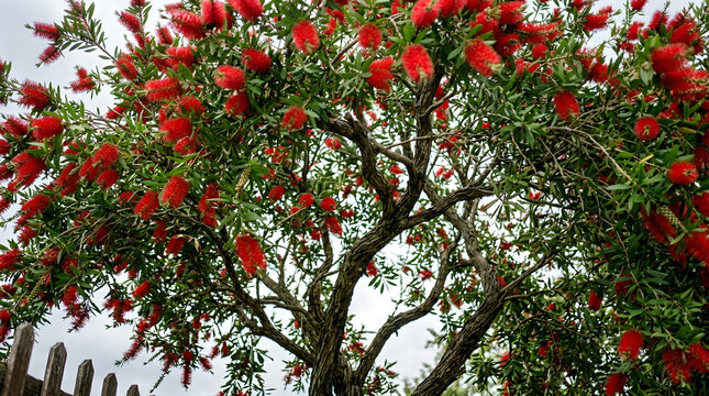 Spectacular bottlebrush tree in full bloom showcasing vibrant red flowers against a bright sky