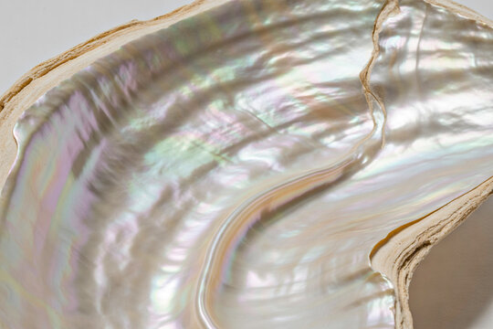 Close up macro shot of the iridescent nacreous interior of a large seashell showcasing swirling patterns of pearlescent white pink green and blue light reflections with a textured