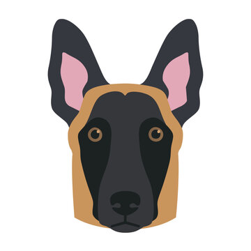 Belgian shepherd pastor belga head malinois dog clipart cartoon flat with black brown cute face vector on transparent background