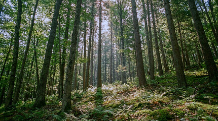 Fototapeta premium A serene forest landscape with tall trees and lush greenery under a bright sky