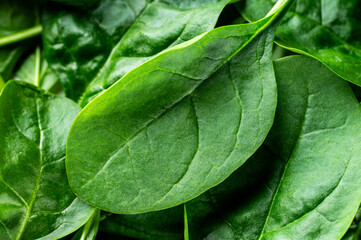 Fototapeta premium Fresh green spinach leaves, close-up view. Organic healthy vegetable for salad or cooking. Natural background.