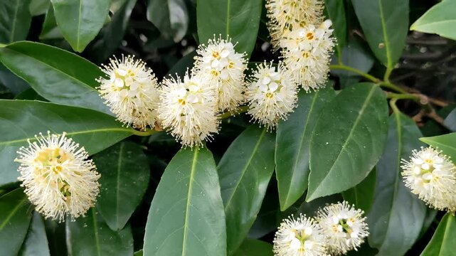 Cherry laurel, common laurel Prunus laurocerasus evergreen ornamental blooming shrub	