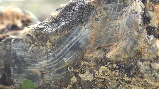 Petrified wood fossil tree trunk, arid badlands scenery, mineral grain, cracked surface. Silicified log fragment shows agatized bark patterns, ancient geology, weathered strata under sun.