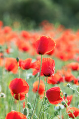 Fototapeta premium Nature Macro Red Poppy – Soft Focus Floral Composition