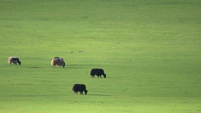 Yaks graze across treeless meadow on Tibetan Plateau, Tibet highland grassland view. Bovine herd feeding over alpine pastureland, Qinghai Zang steppe panorama, Asia.