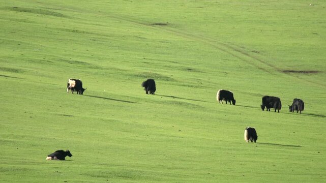 Yaks graze across treeless meadow on Tibetan Plateau, Tibet highland grassland view. Bovine herd feeding over alpine pastureland, Qinghai Zang steppe panorama, Asia.