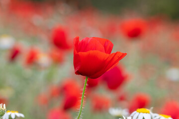 Obraz premium Intimate Red Poppy Macro – Soft Dreamy Nature Background - World biodiversity day