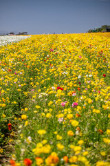 Obraz premium yellow flower field