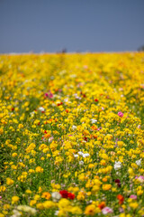 Fototapeta premium yellow flower field