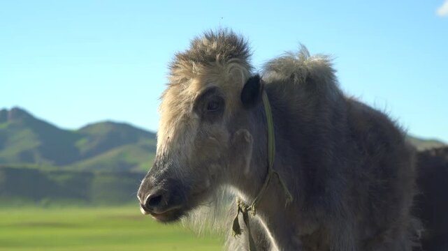 Hornless yak cattle grazing Central Asian plateau, shaggy mammal closeup under daylight sky. Polled Bos grunniens livestock standing highland steppe, furry bovine portrait beneath clear blue horizon.