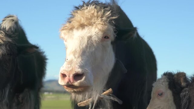 Hornless yak cattle grazing Central Asian plateau, shaggy mammal closeup under daylight sky. Polled Bos grunniens livestock standing highland steppe, furry bovine portrait beneath clear blue horizon.