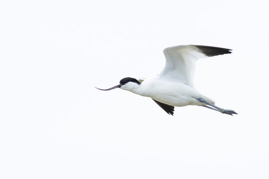adult pied avocet (Recurvirostra avosetta) in breeding plumage in flight, found at Texel in the Netherlands